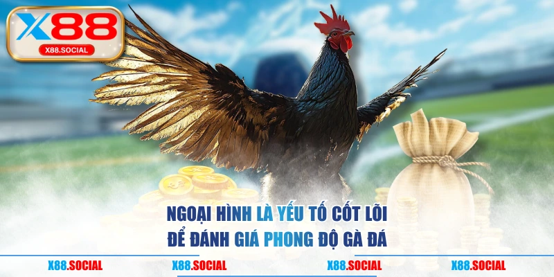 Ngoại hình là yếu tố cốt lõi để đánh giá phong độ gà đá
